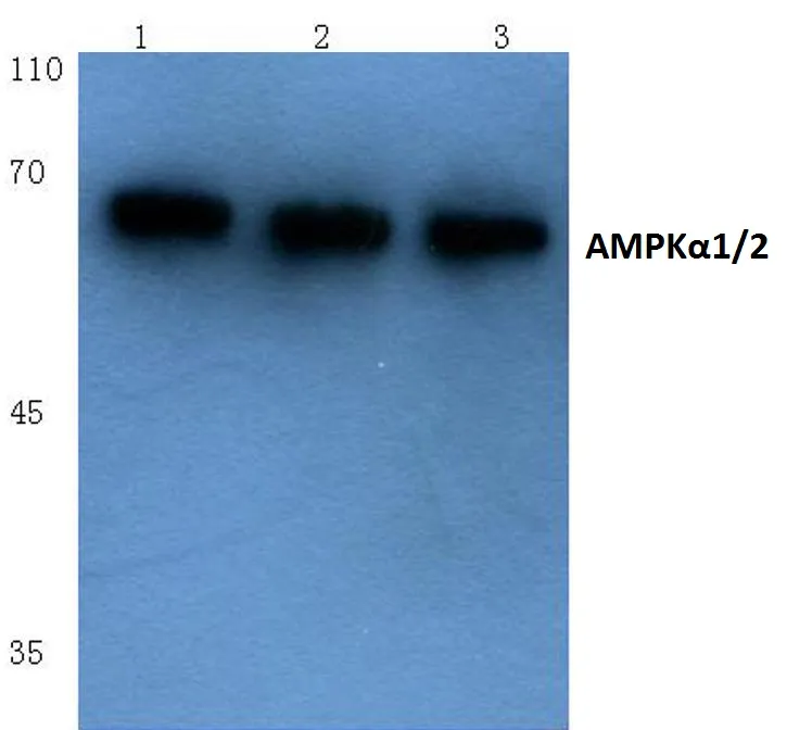 AMPK alpha 1 (PRKAA1) Rabbit Polyclonal Antibody - image 1