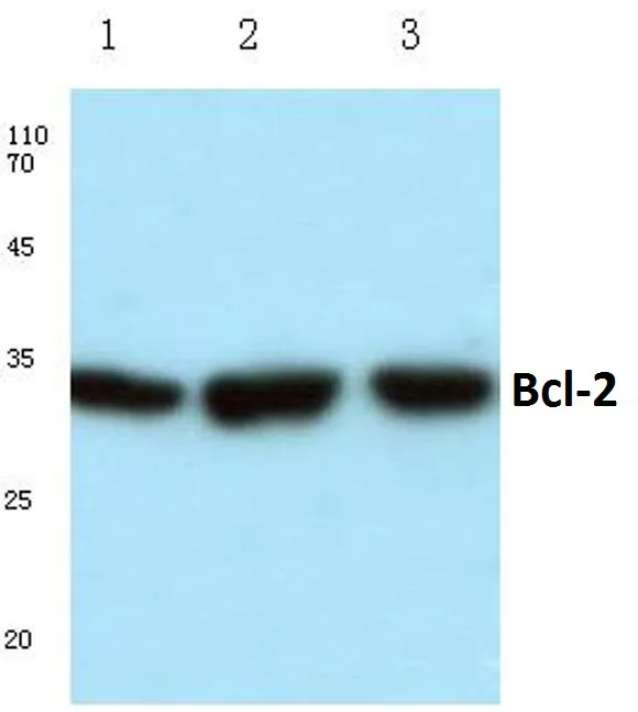 BCL2 Rabbit Polyclonal Antibody - image 1