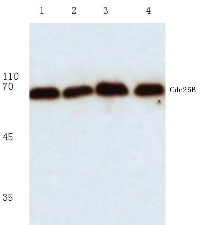 CDC25B Rabbit Polyclonal Antibody - image 1