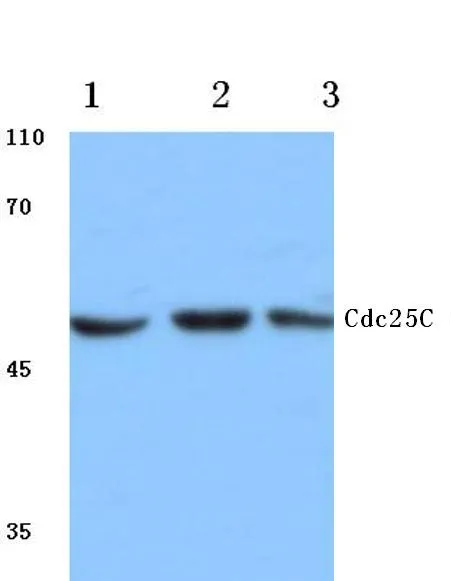 CDC25C Rabbit Polyclonal Antibody - image 1