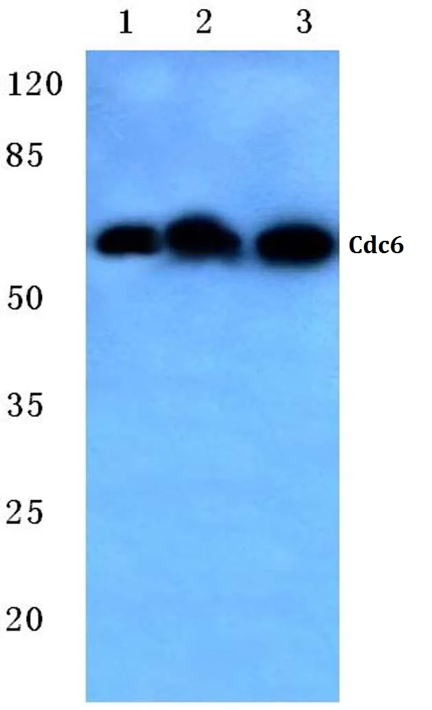 CDC6 Rabbit Polyclonal Antibody - image 1