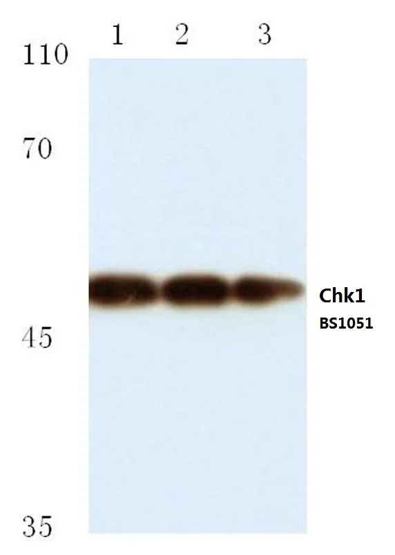 Chk1 (CHEK1) Rabbit Polyclonal Antibody - image 1