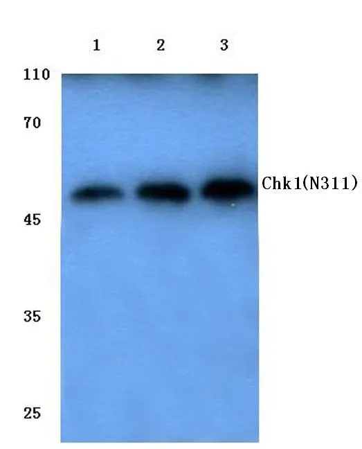 Chk1 (CHEK1) Rabbit Polyclonal Antibody - image 1
