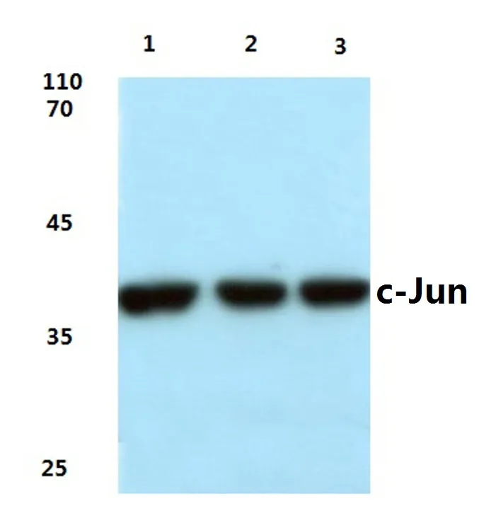 c-Jun (JUN) Rabbit Polyclonal Antibody - image 1