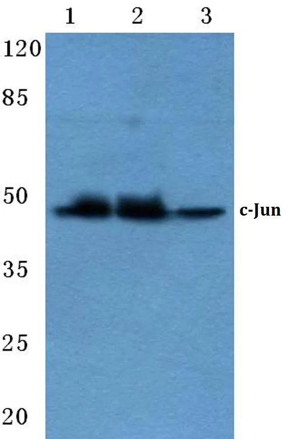 c-Jun (JUN) Rabbit Polyclonal Antibody - image 1
