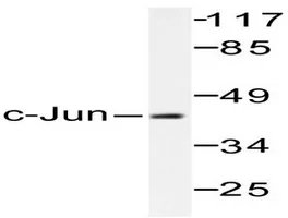c-Jun (JUN) Rabbit Polyclonal Antibody - image 1
