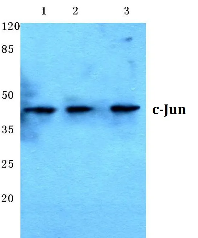 c-Jun (JUN) Rabbit Polyclonal Antibody - image 1