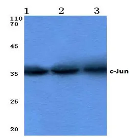 c-Jun (JUN) Rabbit Polyclonal Antibody - image 1