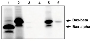 Bax (beta isoform) Sheep Polyclonal Antibody - image 1