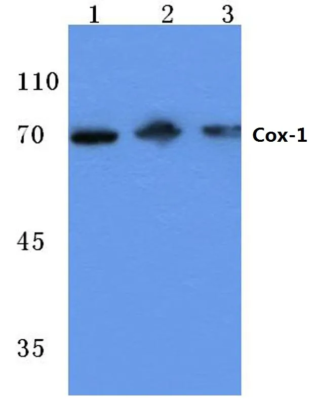 PTGS1 Rabbit Polyclonal Antibody - image 1