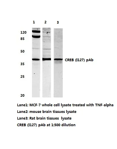 CREB1 Rabbit Polyclonal Antibody - image 1