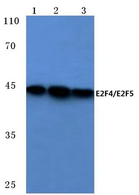 E2F4/E2F5 Rabbit Polyclonal Antibody - image 1