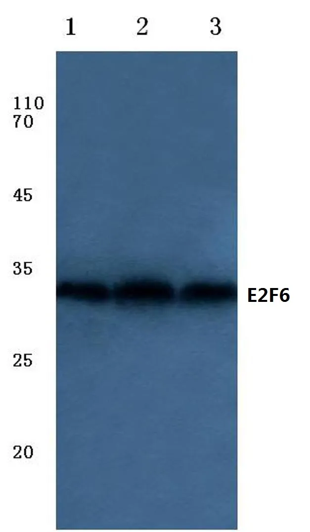 E2F6 Rabbit Polyclonal Antibody - image 1