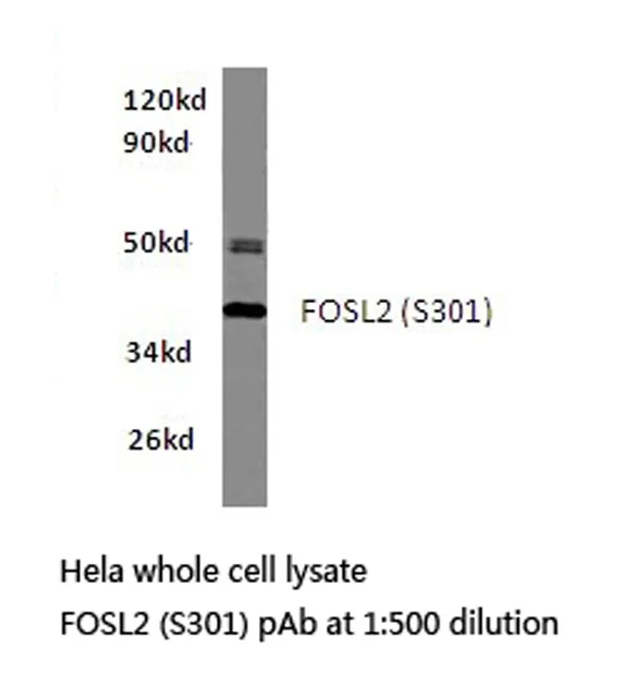 FRA2 (FOSL2) Rabbit Polyclonal Antibody - image 1