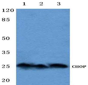 DDIT3 Rabbit Polyclonal Antibody - image 1
