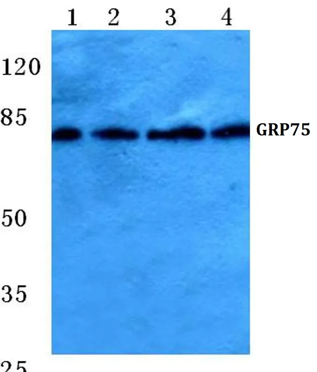 Grp75 (HSPA9) Rabbit Polyclonal Antibody - image 1