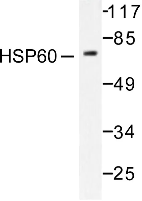 Hsp60 (HSPD1) Rabbit Polyclonal Antibody - image 1