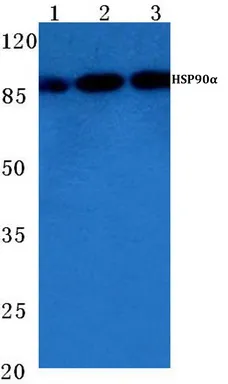 HSP90AA1 / HSP90 alpha Rabbit Polyclonal Antibody - image 1