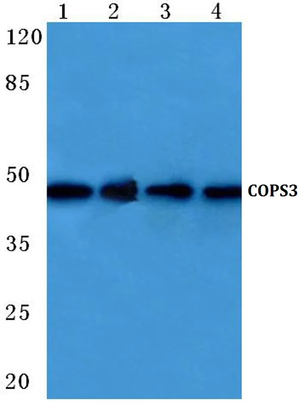 COPS3 Rabbit Polyclonal Antibody - image 1