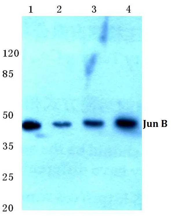 JUNB Rabbit Polyclonal Antibody - image 1