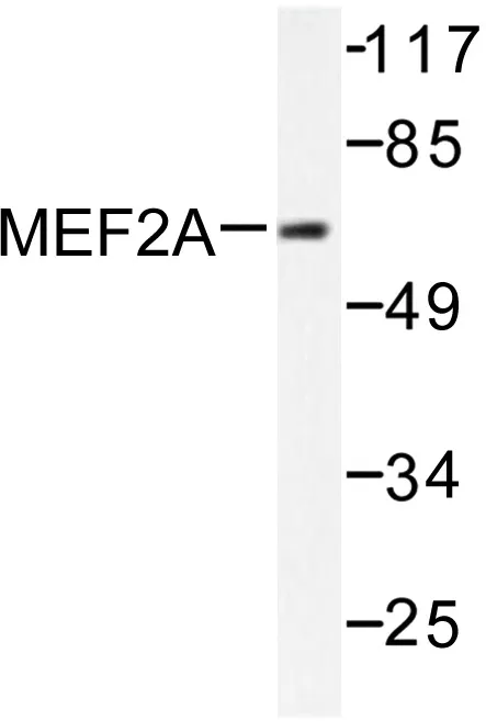 MEF2A Rabbit Polyclonal Antibody - image 1