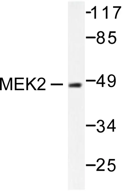 MEK2 (MAP2K2) Rabbit Polyclonal Antibody - image 1