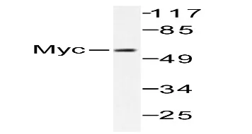 c-Myc (MYC) Rabbit Polyclonal Antibody - image 1