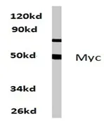 c-Myc (MYC) Rabbit Polyclonal Antibody - image 1
