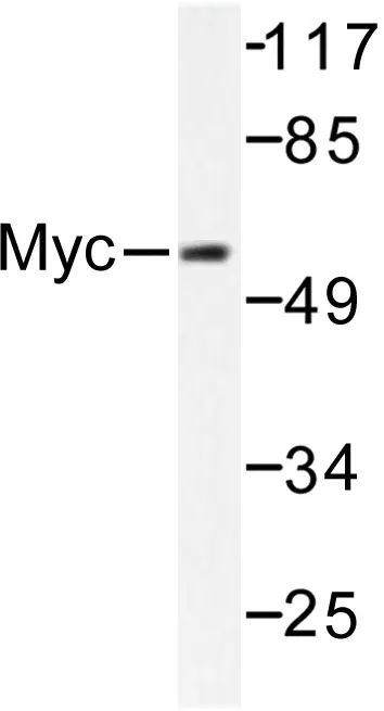 c-Myc (MYC) Rabbit Polyclonal Antibody - image 1