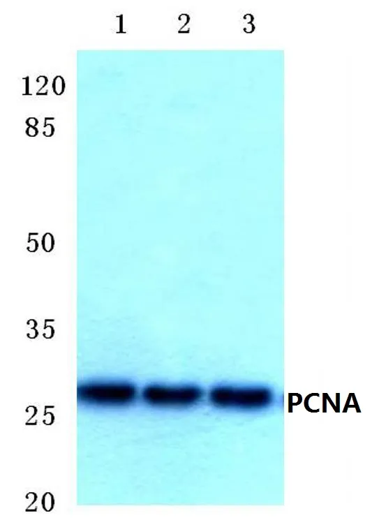 PCNA Rabbit Polyclonal Antibody - image 1