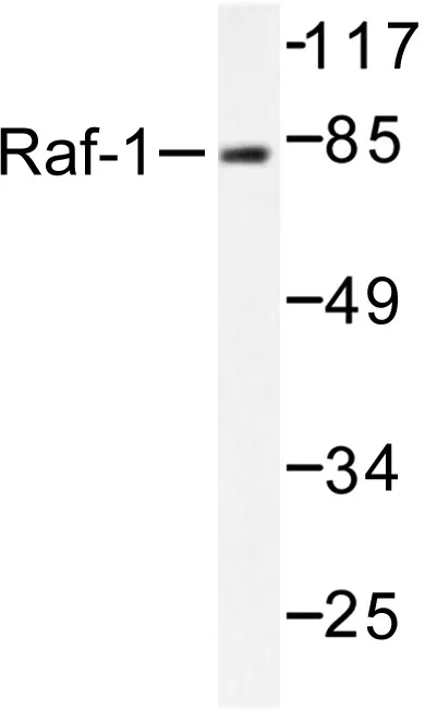 RAF1 Rabbit Polyclonal Antibody - image 1