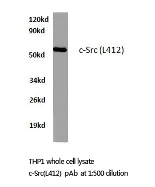 SRC Rabbit Polyclonal Antibody - image 1