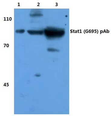 STAT1 Rabbit Polyclonal Antibody - image 1