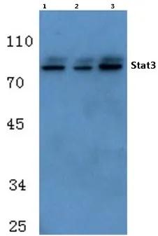 STAT3 Rabbit Polyclonal Antibody - image 1