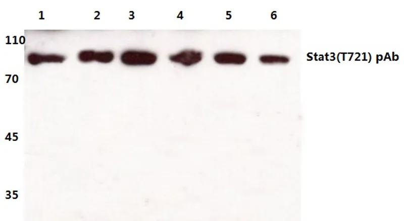 STAT3 Rabbit Polyclonal Antibody - image 1