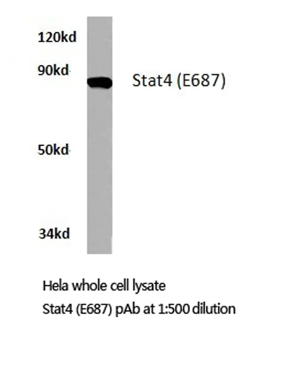 STAT4 Rabbit Polyclonal Antibody - image 1