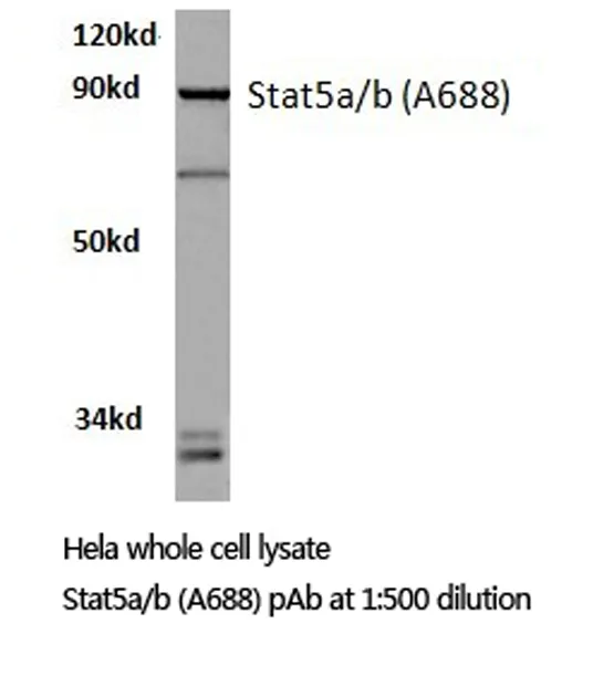 STAT5A Rabbit Polyclonal Antibody - image 1