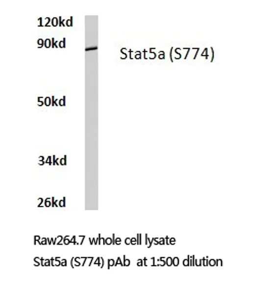 STAT5A Rabbit Polyclonal Antibody - image 1