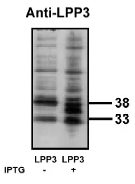 Phosphatidic acid phosphatase type 2B (PLPP3) Rabbit Polyclonal Antibody - image 1