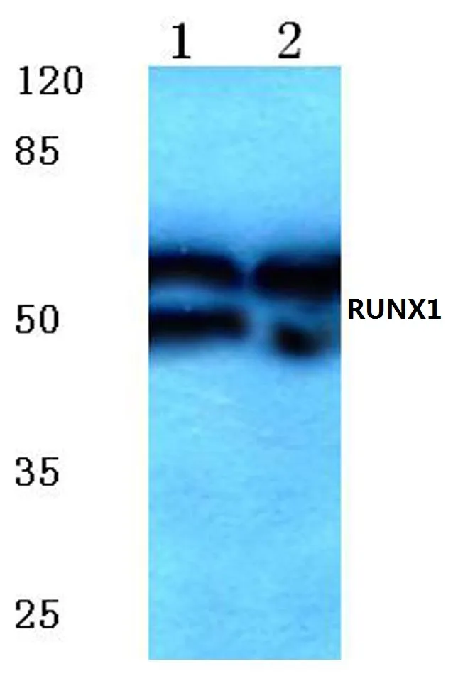 RUNX1 Rabbit Polyclonal Antibody - image 1
