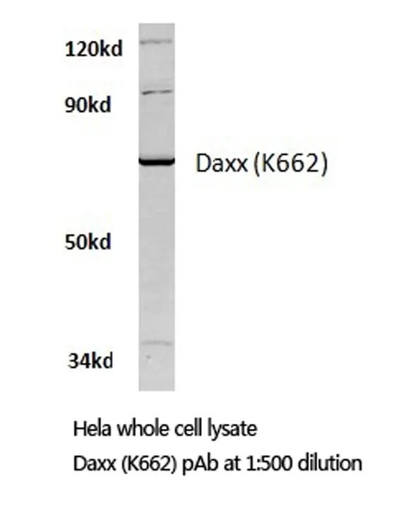 DAXX Rabbit Polyclonal Antibody - image 1