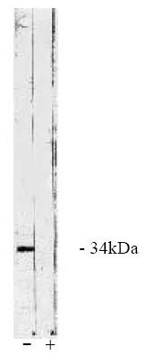 PPP4C Sheep Polyclonal Antibody - image 1