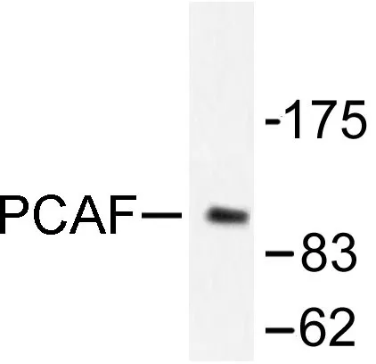 KAT2B Rabbit Polyclonal Antibody - image 1