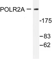 POLR2A Rabbit Polyclonal Antibody - image 1