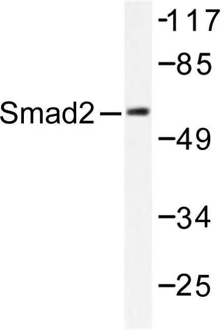 SMAD2 Rabbit Polyclonal Antibody - image 1