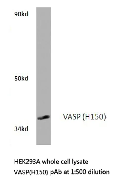 VASP Rabbit Polyclonal Antibody - image 1