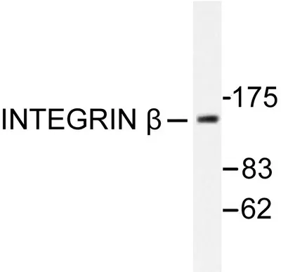 Integrin beta 1 (ITGB1) Rabbit Polyclonal Antibody - image 1