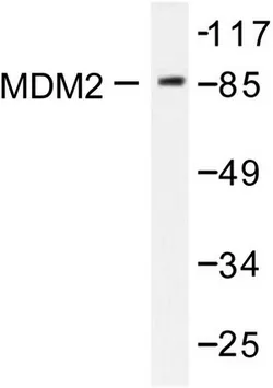 MDM2 Rabbit Polyclonal Antibody - image 1
