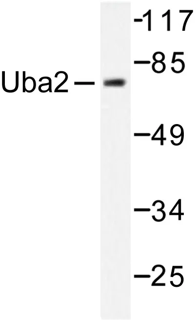 UBA2 Rabbit Polyclonal Antibody - image 1