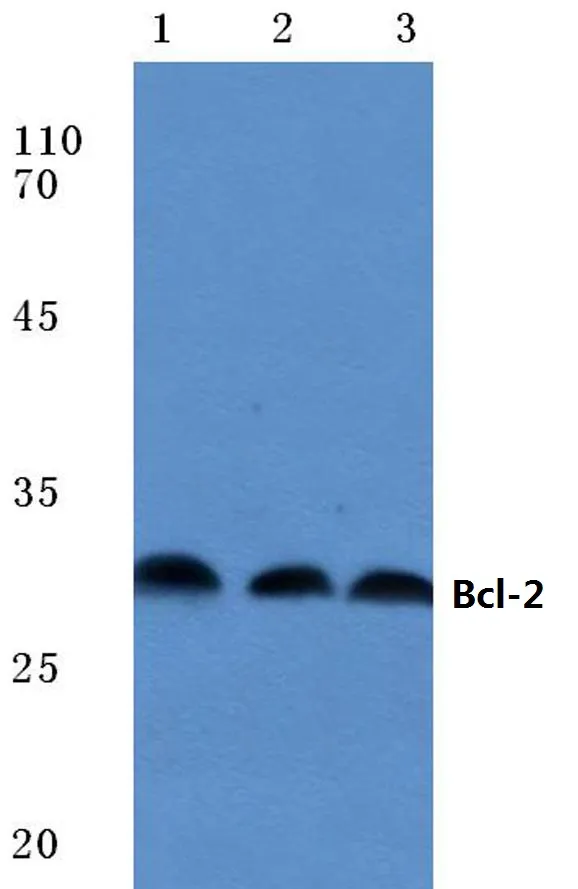 BCL2 Rabbit Polyclonal Antibody - image 1